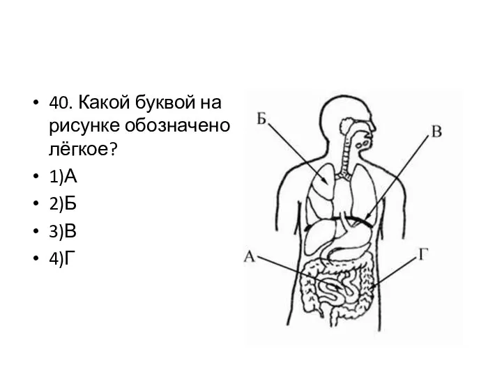 40. Какой буквой на рисунке обозначено лёгкое? 1)А 2)Б 3)В 4)Г