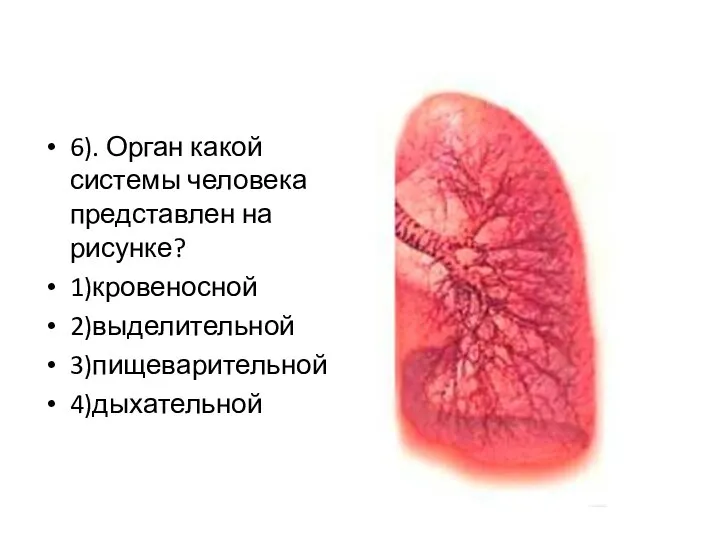 6). Орган какой системы человека представлен на рисунке? 1)кровеносной 2)выделительной 3)пищеварительной 4)дыхательной