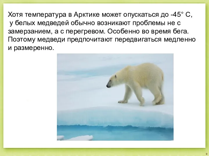 Хотя температура в Арктике может опускаться до -45° С, у белых