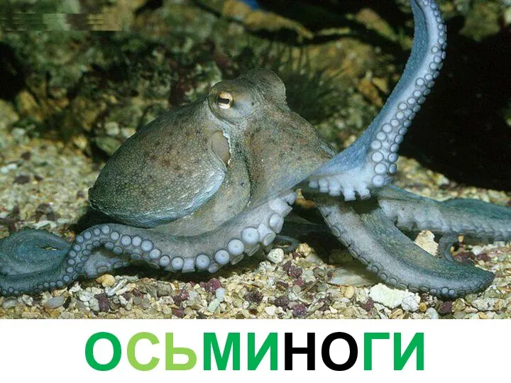 ОСЬМИНОГИ