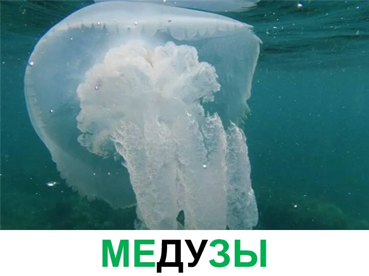 МЕДУЗЫ