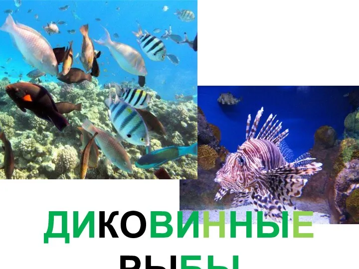 ДИКОВИННЫЕ РЫБЫ