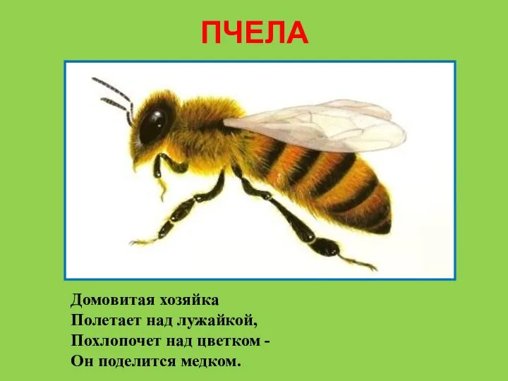 ПЧЕЛА Домовитая хозяйка Полетает над лужайкой, Похлопочет над цветком - Он поделится медком.