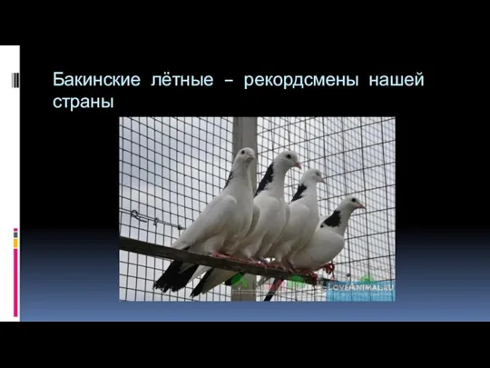 Бакинские лётные – рекордсмены нашей страны