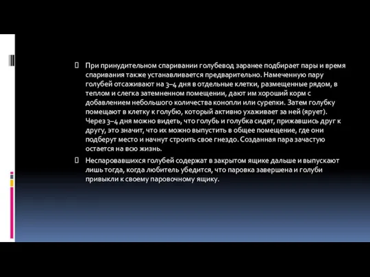 При принудительном спаривании голубевод заранее подбирает пары и время спаривания также