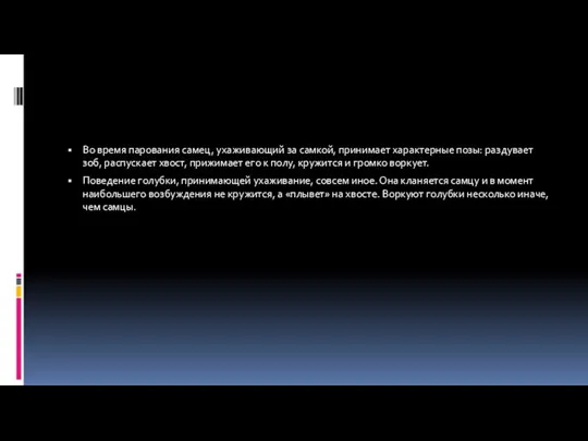 Во время парования самец, ухаживающий за самкой, принимает характерные позы: раздувает