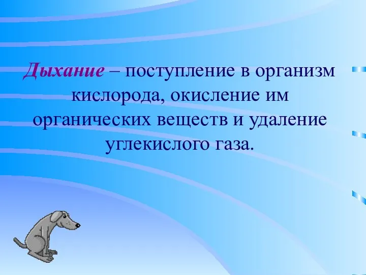 Дыхание – поступление в организм кислорода, окисление им органических веществ и удаление углекислого газа.