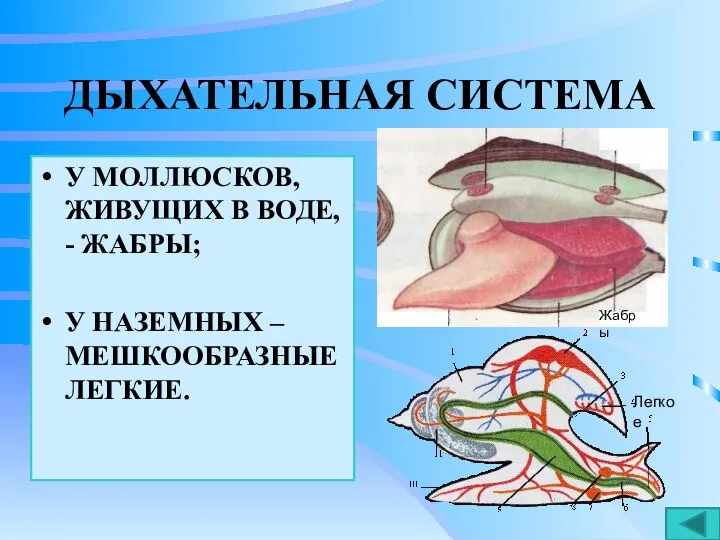 ДЫХАТЕЛЬНАЯ СИСТЕМА У МОЛЛЮСКОВ, ЖИВУЩИХ В ВОДЕ, - ЖАБРЫ; У НАЗЕМНЫХ – МЕШКООБРАЗНЫЕ ЛЕГКИЕ. Жабры Легкое