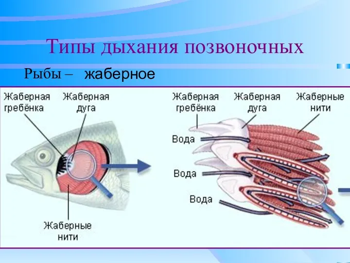 Типы дыхания позвоночных Рыбы – жаберное