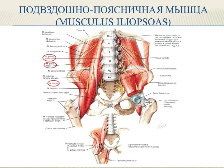 ПОДВЗДОШНО-ПОЯСНИЧНАЯ МЫШЦА (MUSCULUS ILIOPSOAS)