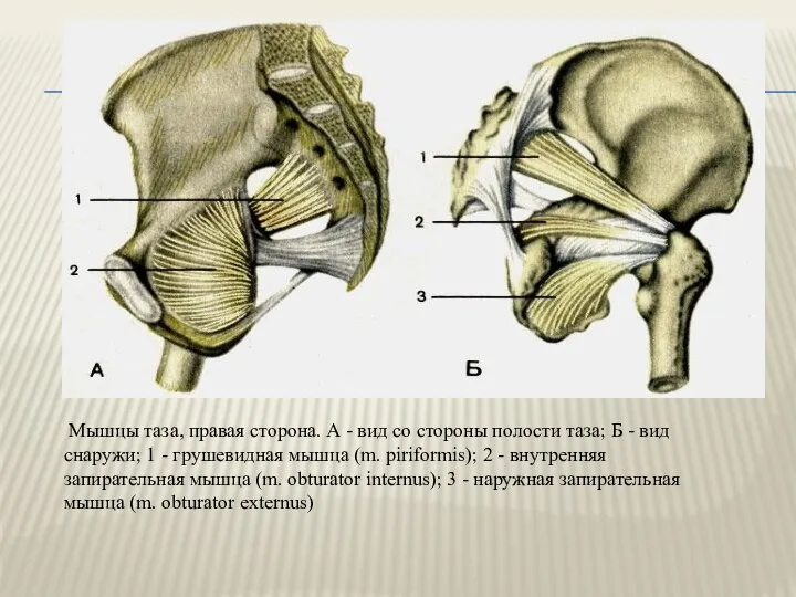 Мышцы таза, правая сторона. А - вид со стороны полости таза;