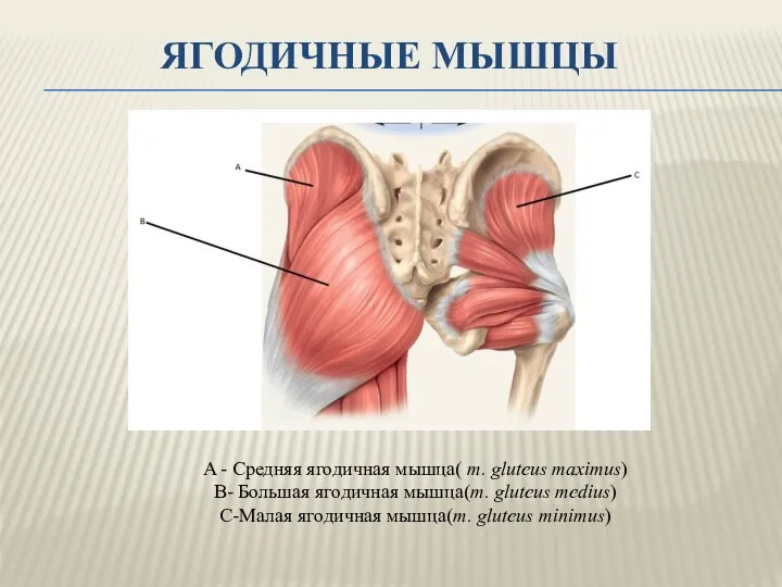 ЯГОДИЧНЫЕ МЫШЦЫ A - Средняя ягодичная мышца( m. gluteus maximus) B-