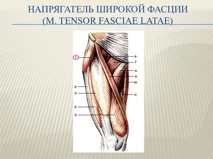 НАПРЯГАТЕЛЬ ШИРОКОЙ ФАСЦИИ (M. TENSOR FASCIAE LATAE)