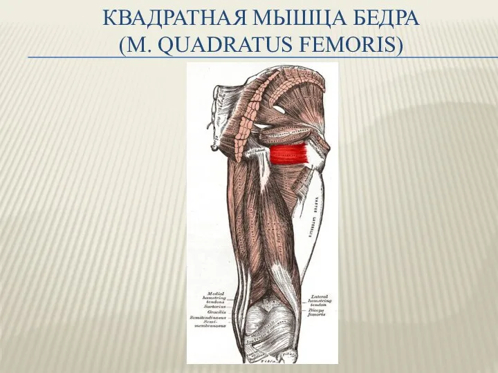 КВАДРАТНАЯ МЫШЦА БЕДРА (M. QUADRATUS FEMORIS)