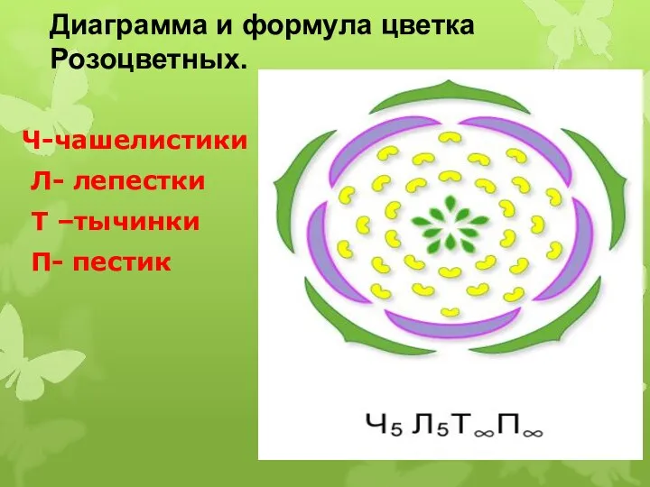 Диаграмма и формула цветка Розоцветных. Ч-чашелистики Л- лепестки Т –тычинки П- пестик