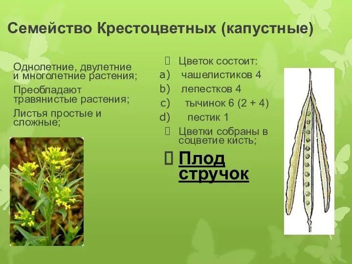 Семейство Крестоцветных (капустные) Однолетние, двулетние и многолетние растения; Преобладают травянистые растения;