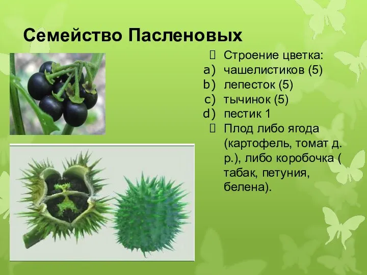 Семейство Пасленовых . . Строение цветка: чашелистиков (5) лепесток (5) тычинок