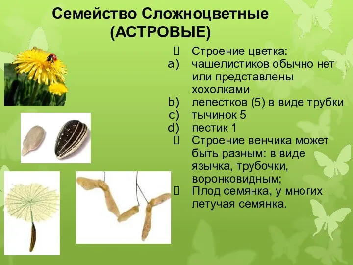 Семейство Сложноцветные(АСТРОВЫЕ) Строение цветка: чашелистиков обычно нет или представлены хохолками лепестков