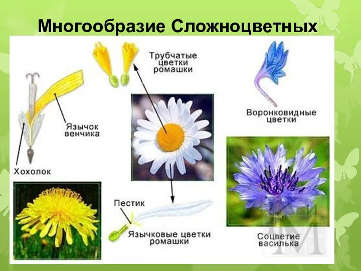 Многообразие Сложноцветных