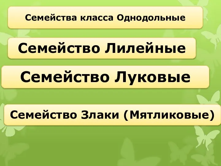 Семейства класса Однодольные Семейство Лилейные Семейство Луковые Семейство Злаки (Мятликовые)