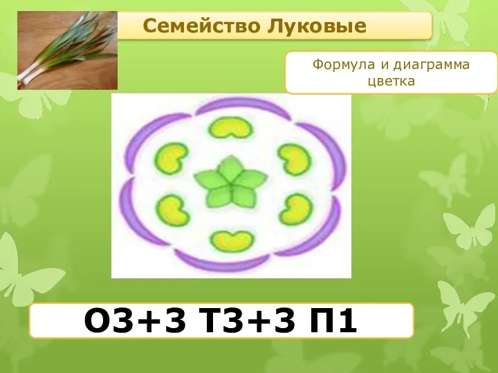 Семейство Луковые Формула и диаграмма цветка О3+3 Т3+3 П1