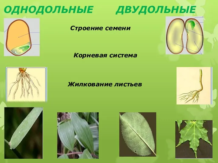 ОДНОДОЛЬНЫЕ ДВУДОЛЬНЫЕ Строение семени Корневая система Жилкование листьев