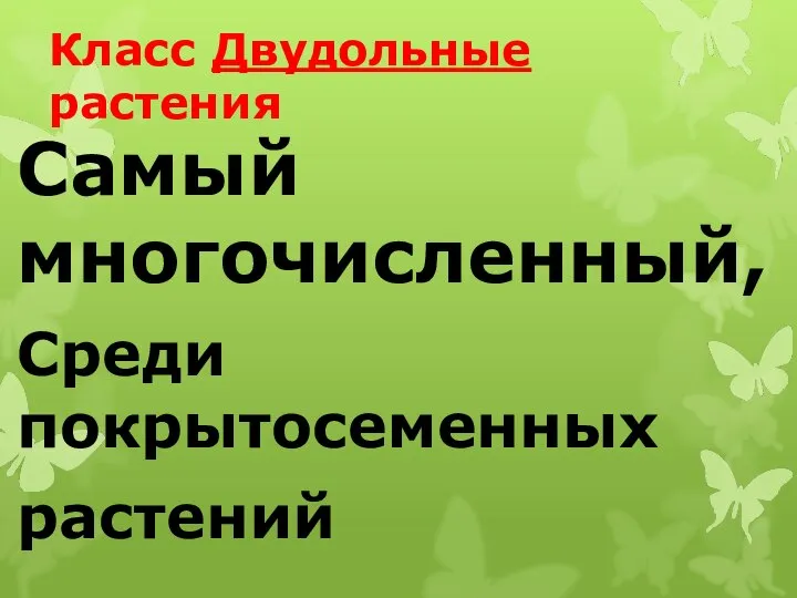 Класс Двудольные растения Самый многочисленный, Среди покрытосеменных растений