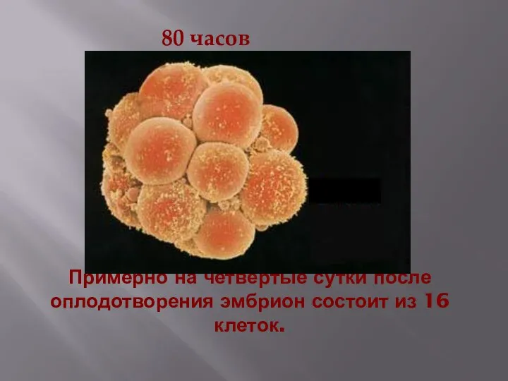 Примерно на четвёртые сутки после оплодотворения эмбрион состоит из 16 клеток. 80 часов