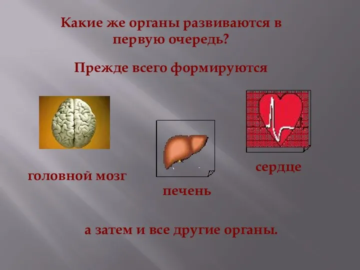 Какие же органы развиваются в первую очередь? Прежде всего формируются головной