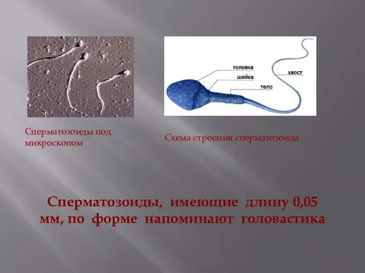 Сперматозоиды, имеющие длину 0,05 мм, по форме напоминают головастика Сперматозоиды под микроскопом Схема строения сперматозоида