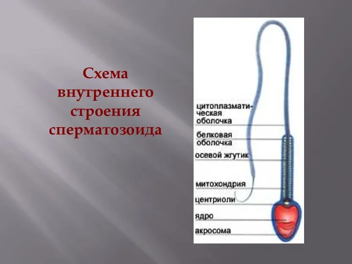 Схема внутреннего строения сперматозоида