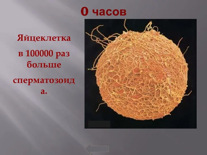 0 часов Яйцеклетка в 100000 раз больше сперматозоида.