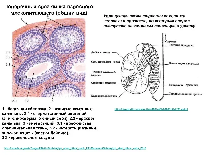 1 - белочная оболочка; 2 - извитые семенные канальцы: 2.1 -