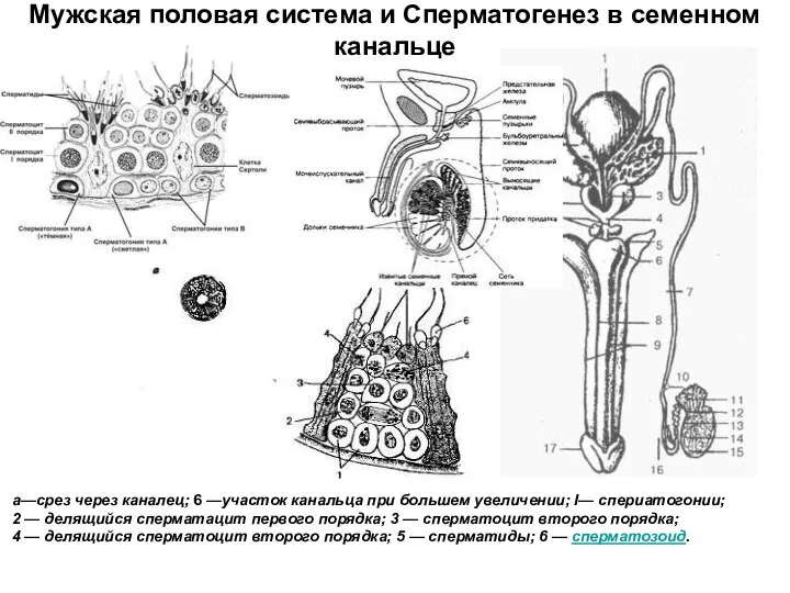 а—срез через каналец; 6 —участок канальца при большем увеличении; I— спериатогонии;