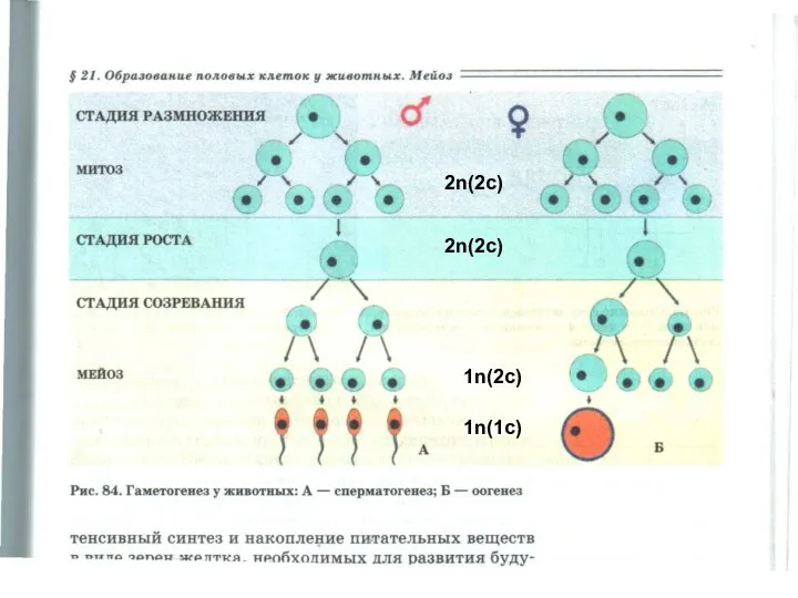 2n(2c) 2n(2c) 1n(2c) 1n(1c)