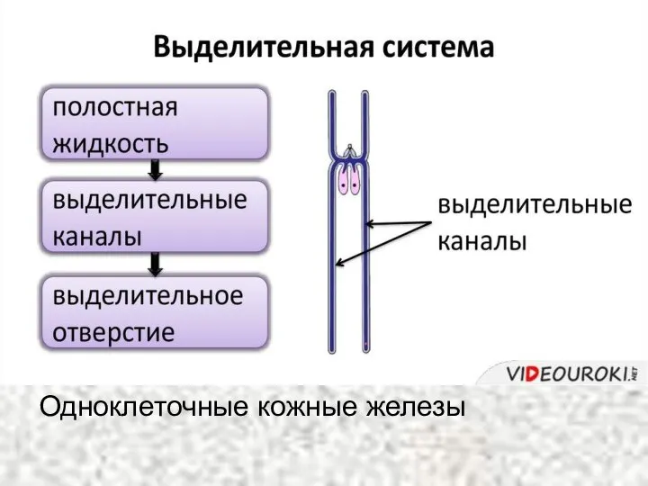 Одноклеточные кожные железы