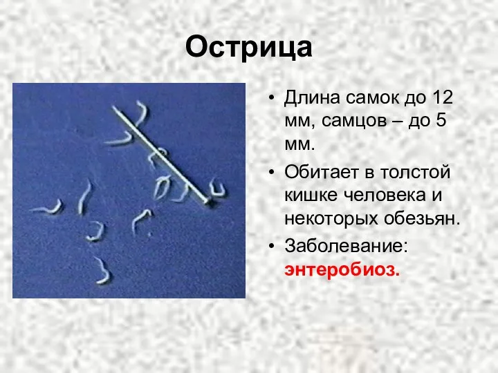 Острица Длина самок до 12 мм, самцов – до 5 мм.