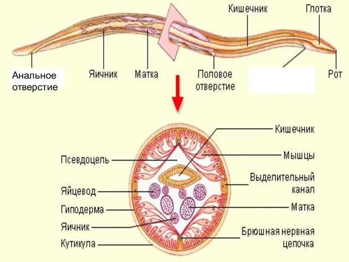 Анальное отверстие