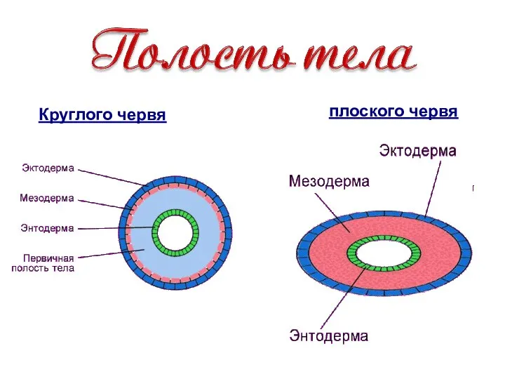 Круглого червя плоского червя