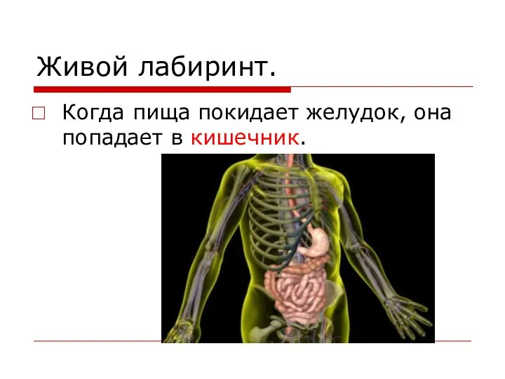 Живой лабиринт. Когда пища покидает желудок, она попадает в кишечник.