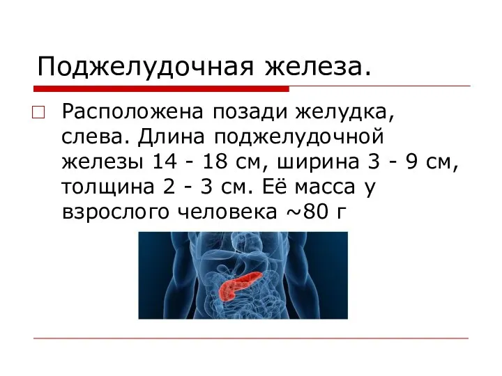 Поджелудочная железа. Расположена позади желудка, слева. Длина поджелудочной железы 14 -