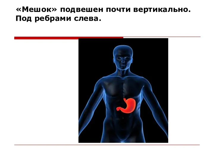 «Мешок» подвешен почти вертикально. Под ребрами слева.