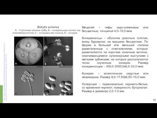 Мицелий – гифы серо-оливковые или бесцветные, толщиной 4,0–10,0 мкм. Конидиеносцы –