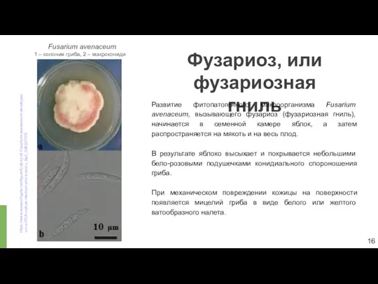 Фузариоз, или фузариозная гниль 16 Развитие фитопатогенного микроорганизма Fusarium avenaceum, вызывающего