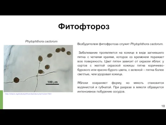 Фитофтороз 18 Возбудителем фитофротоза служит Phytophthora cactorum. Заболевание проявляется на кожице