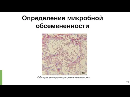 Определение микробной обсемененности Обнаружены грамотрицательные палочки 29 х100