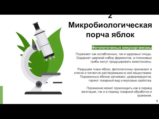 2 Микробиологическая порча яблок 9 Поражают как ослабленные, так и здоровые