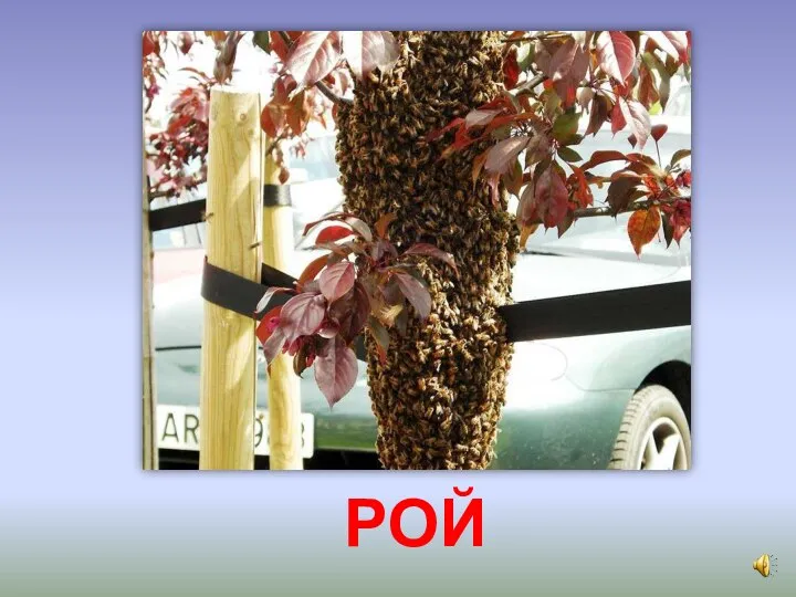 РОЙ