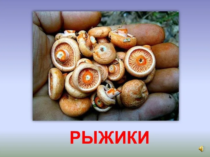 РЫЖИКИ