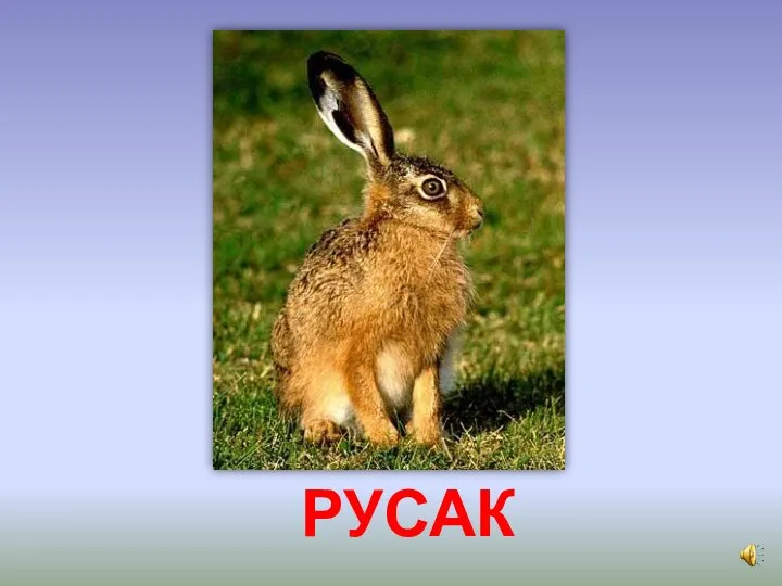 РУСАК